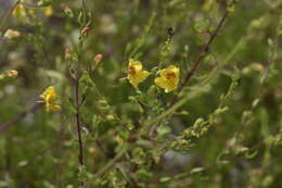 Image of piedmont blacksenna