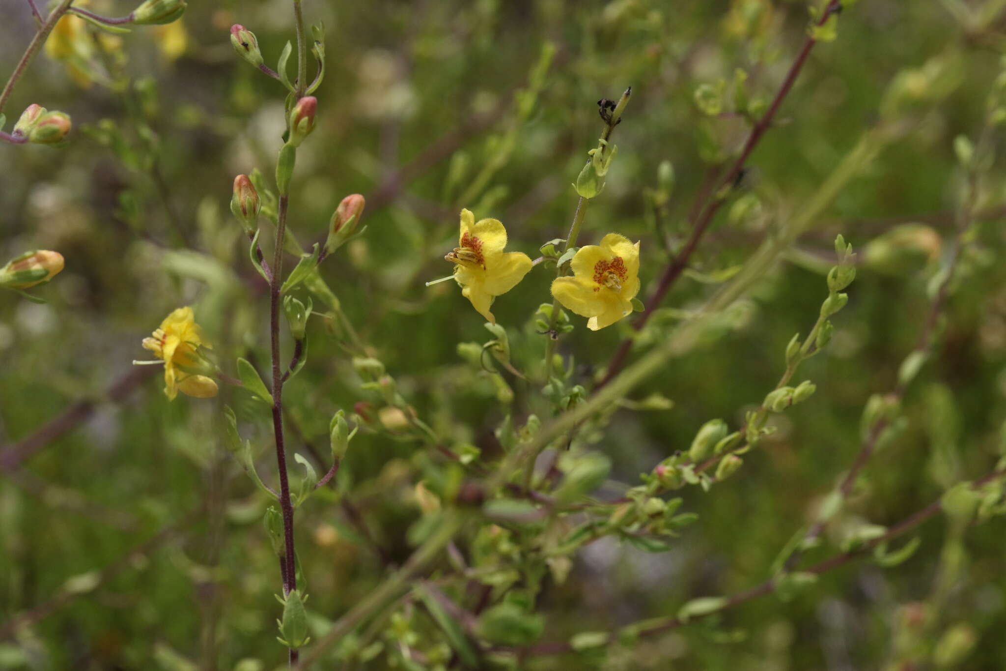 Image of piedmont blacksenna