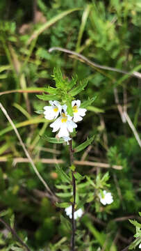 Imagem de Euphrasia cuspidata