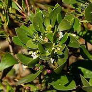 Myoporum boninense subsp. australe R. J. Chinnock resmi