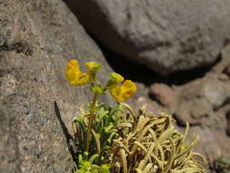 Image of Calceolaria pinifolia Cav.