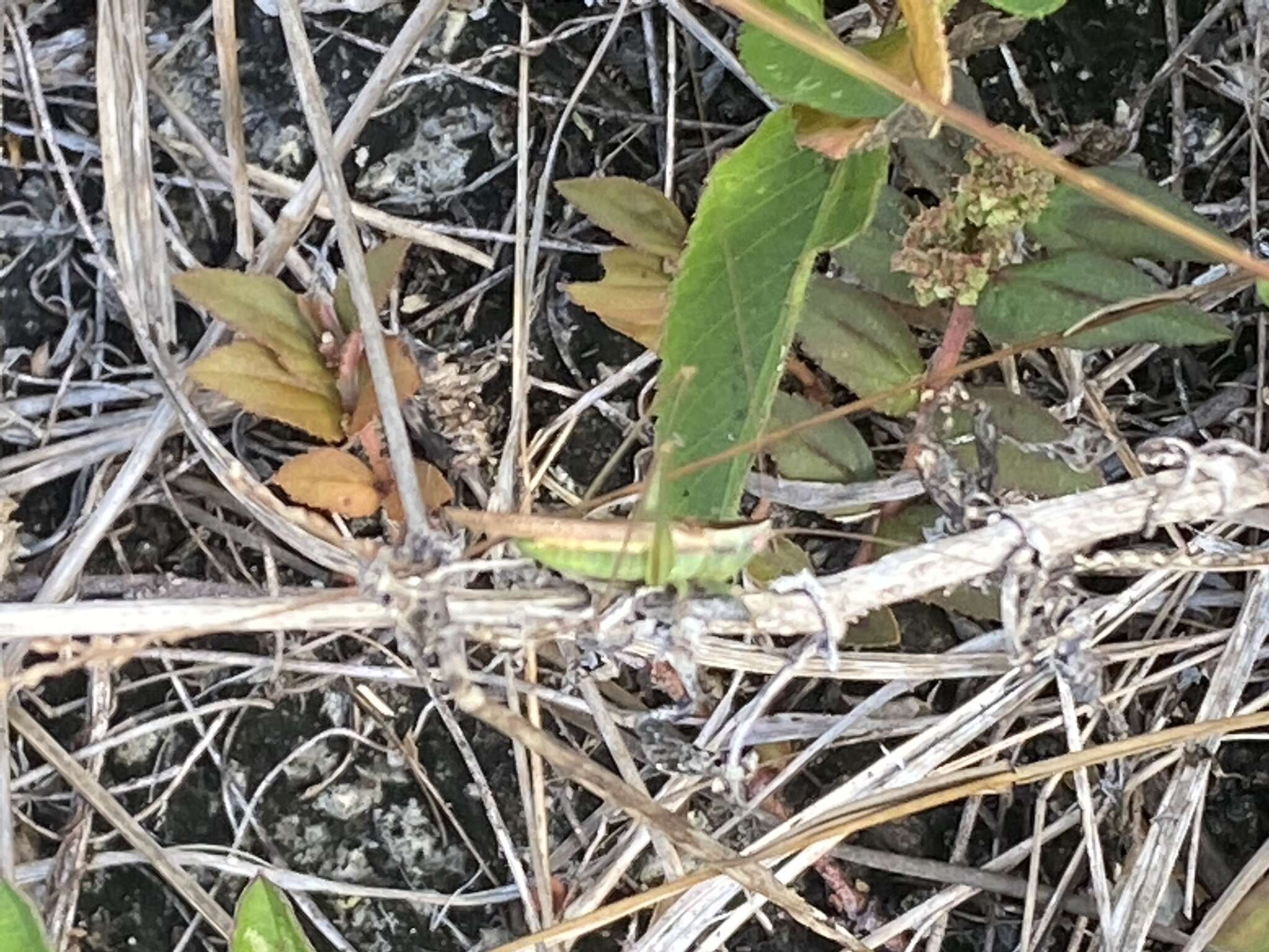 Image of Graceful Meadow Katydid