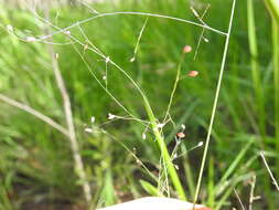 Слика од Panicum simile Domin