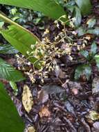 Image of Begonia hookeriana Gardner