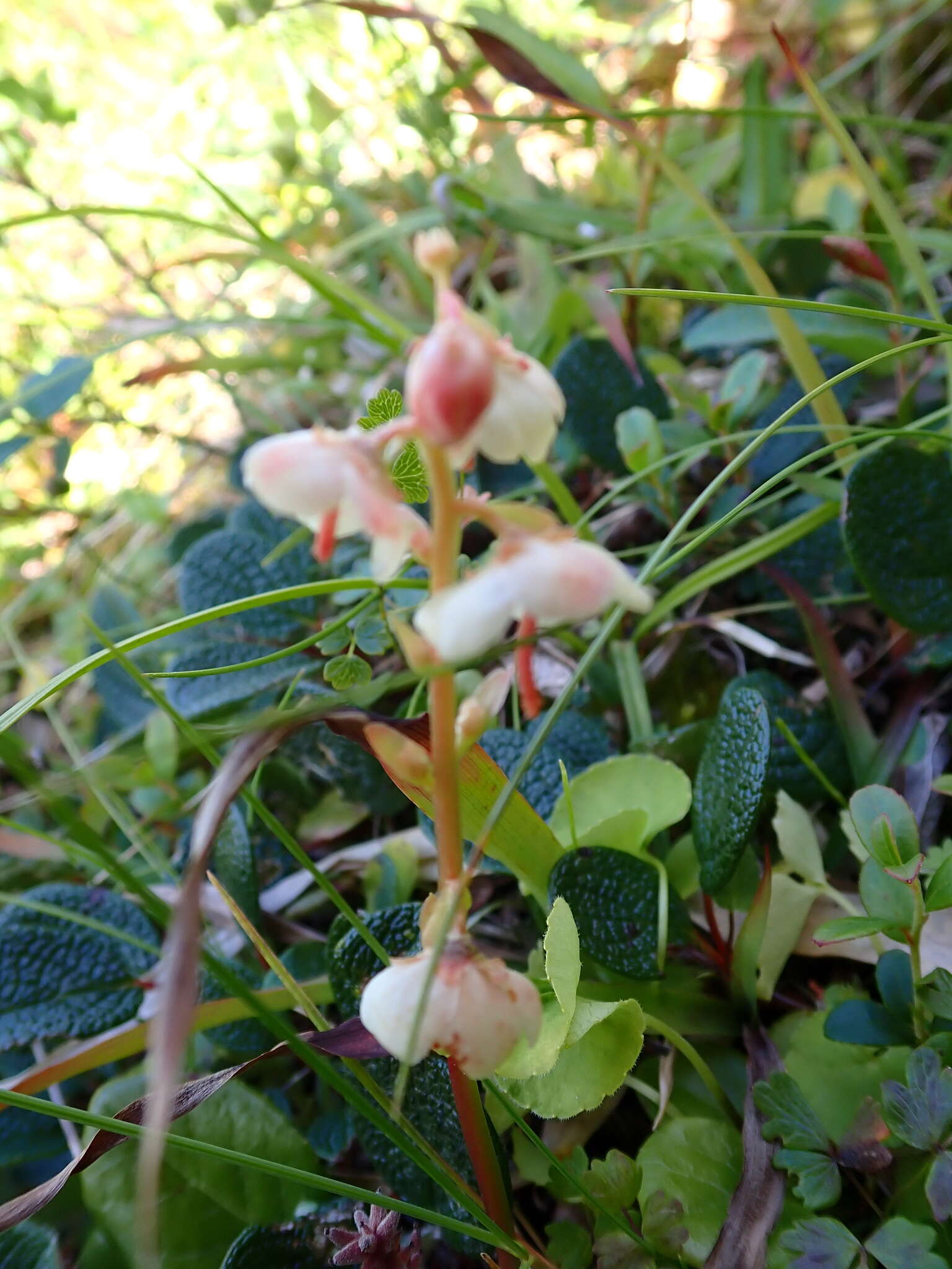 Image de Pyrola rotundifolia subsp. norvegica (Knaben) L. Hämet-Ahti