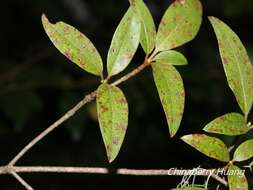 صورة Rhododendron breviperulatum Hayata