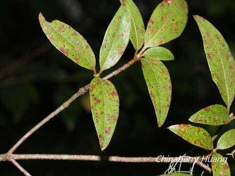 Image of Rhododendron breviperulatum Hayata