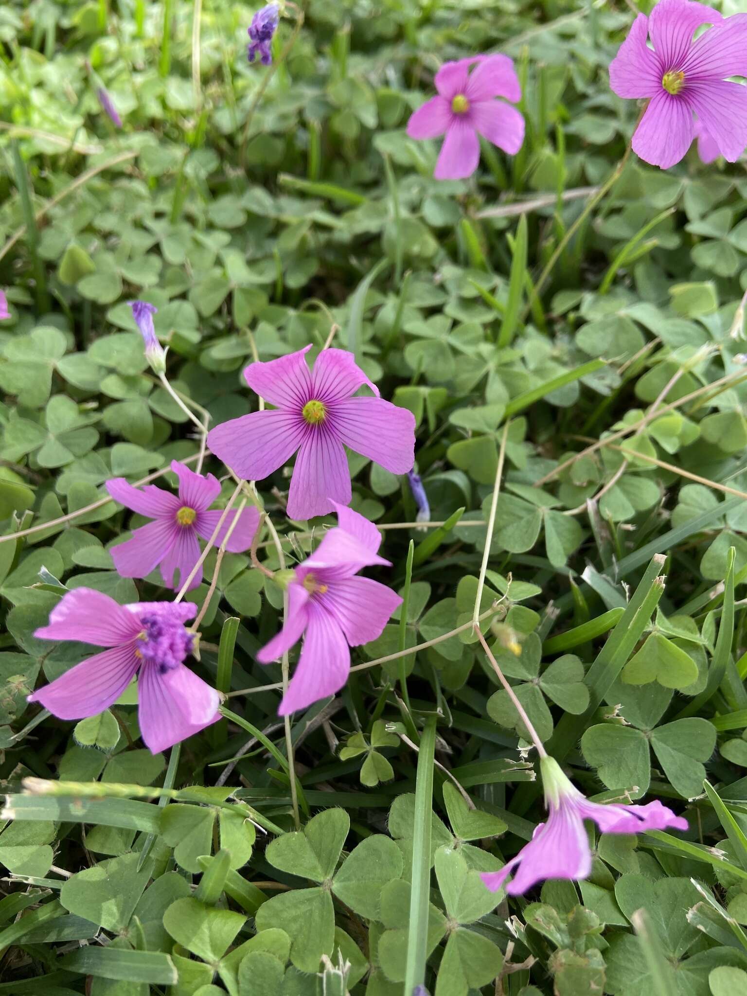 Image of Oxalis hispidula Zucc.