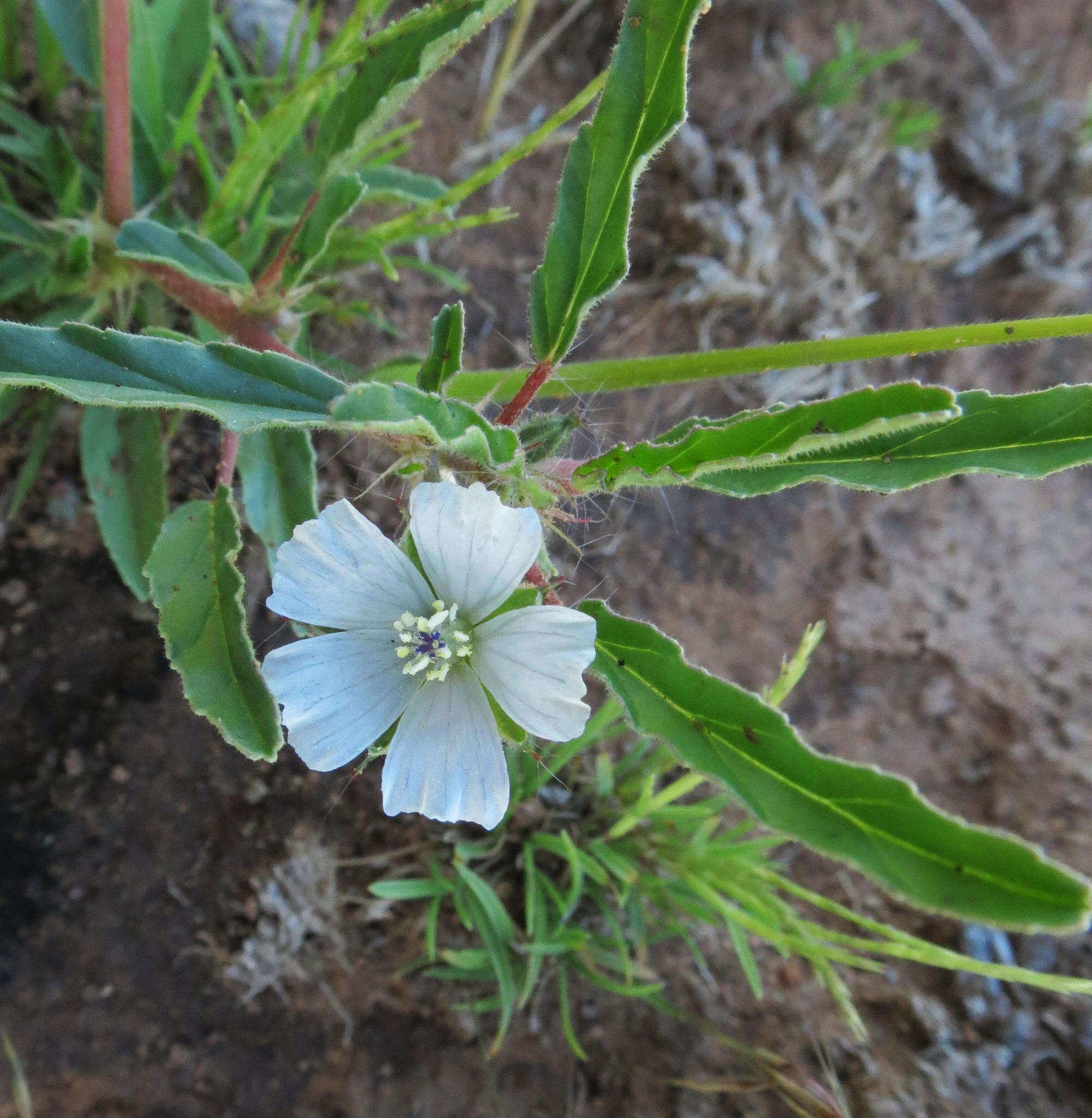 Image of Monsonia glauca Knuth