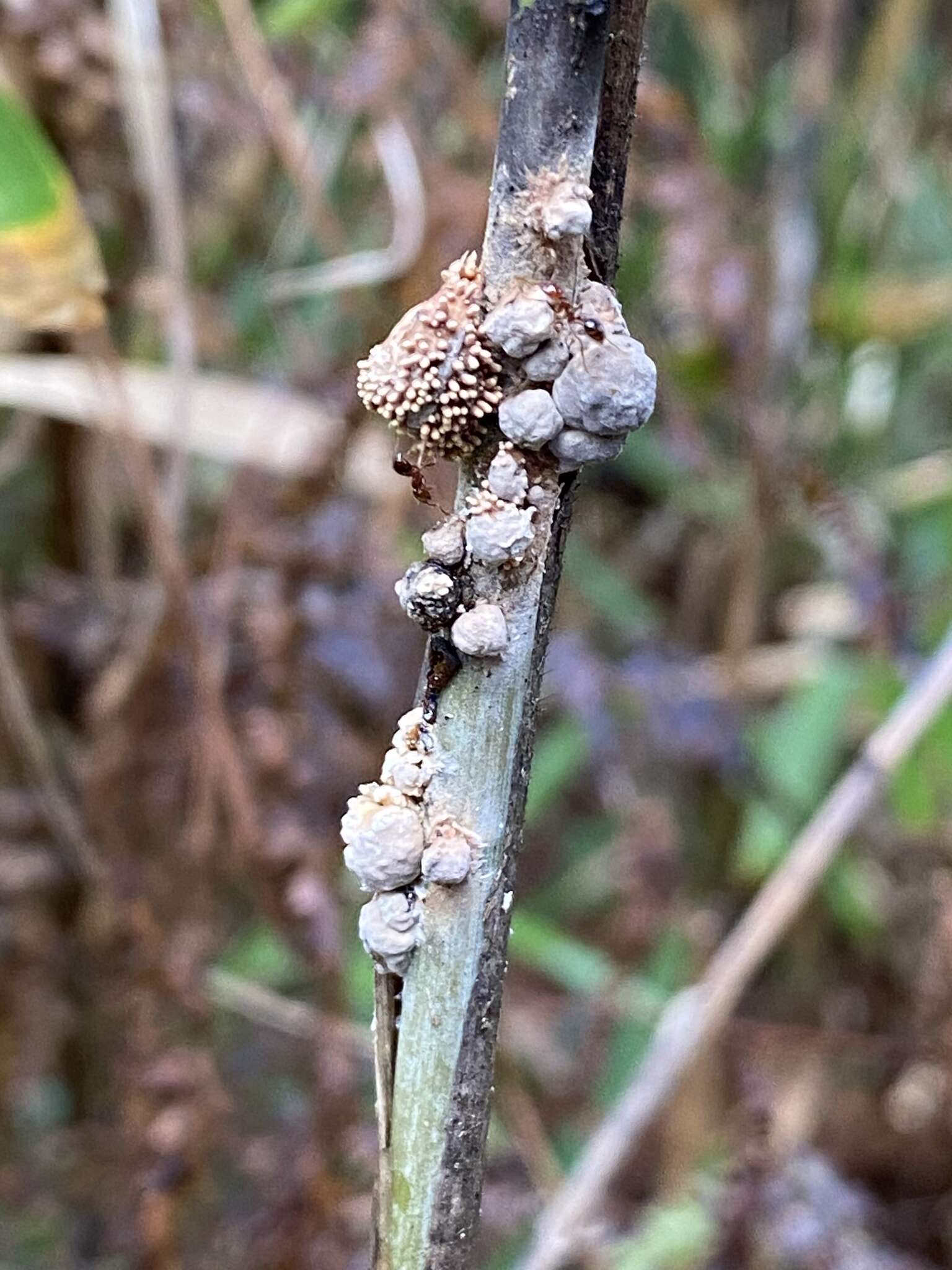 Plancia ëd Dussiella tuberiformis (Berk. & Ravenel) Pat. ex Sacc. 1891