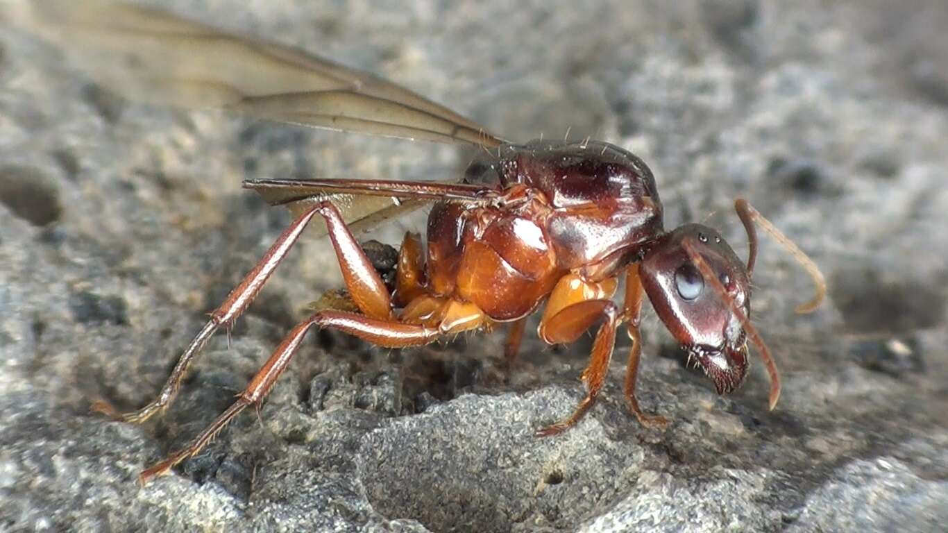 Image of Camponotus nylanderi Emery 1921