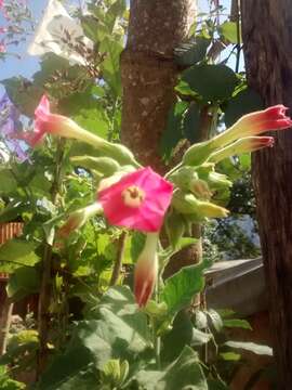 Image of cultivated tobacco