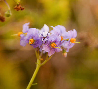 Image of Solanum pinnatum Cav.