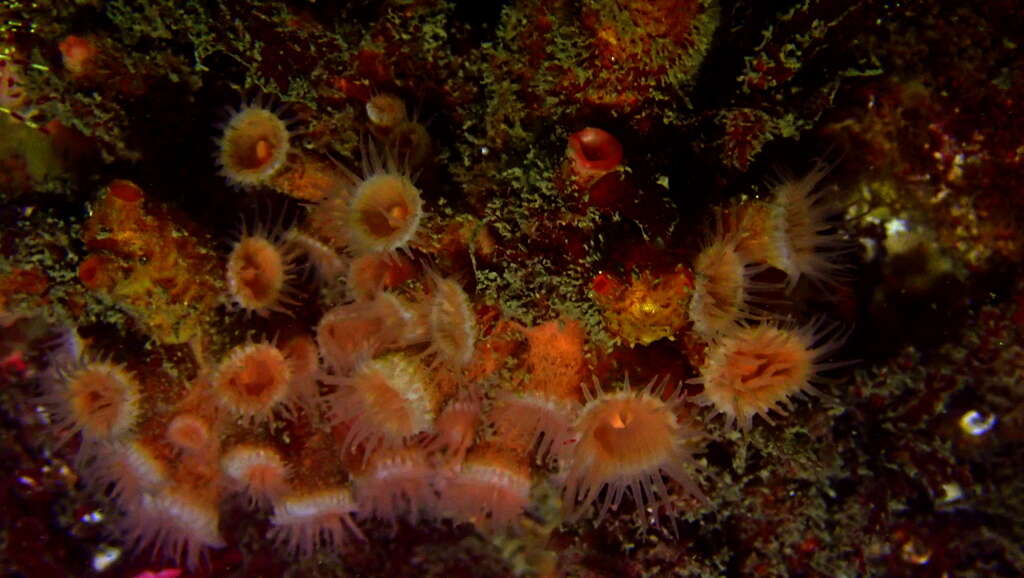 Image of orange encrusting anemone