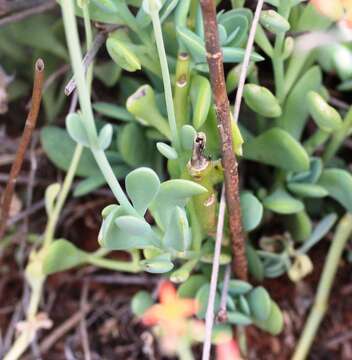 Image of Common kalanchoe