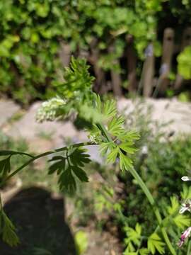 Image of field fumitory