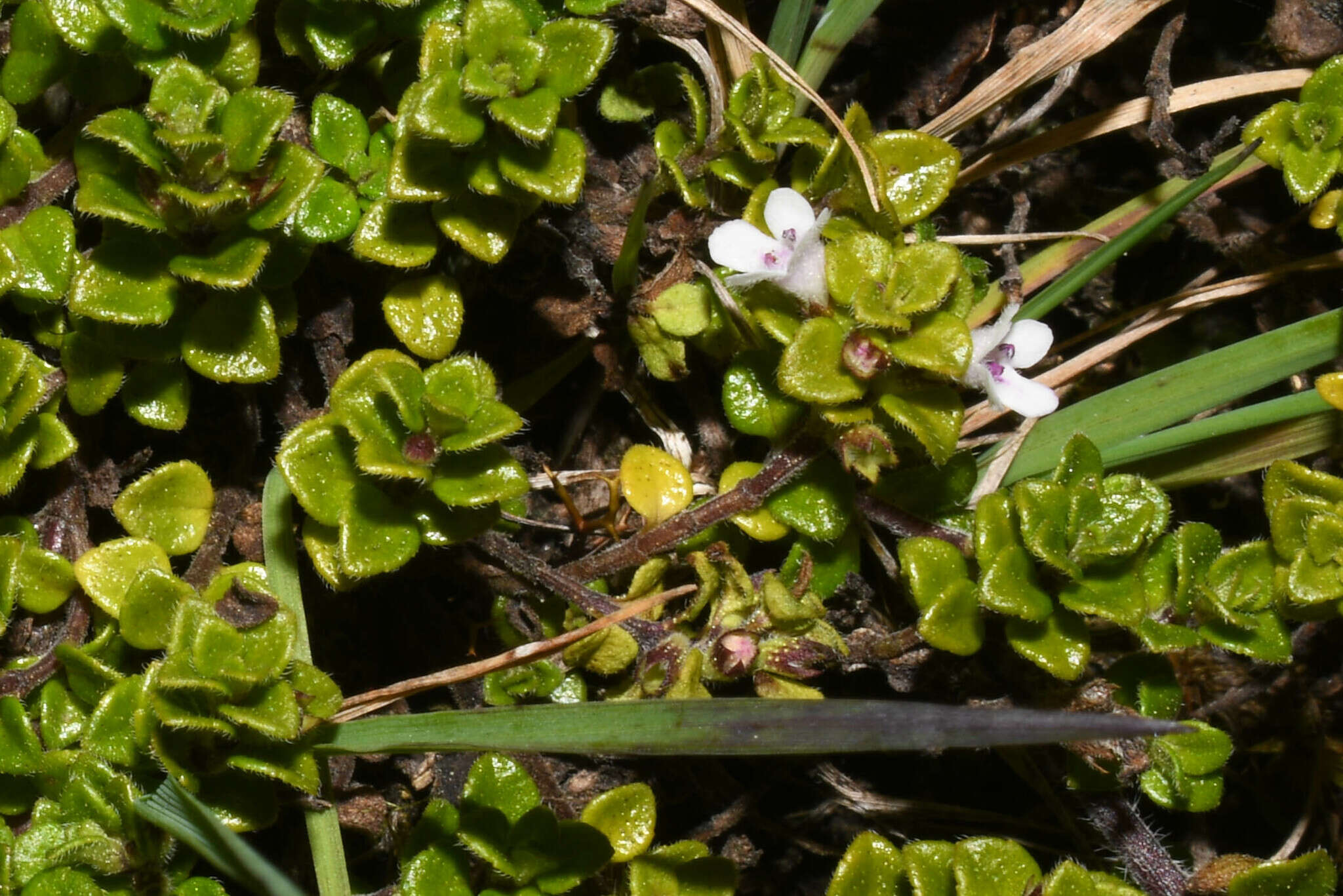 Image of Clinopodium nubigenum (Kunth) Kuntze