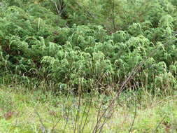 Plancia ëd Juniperus communis var. depressa Pursh