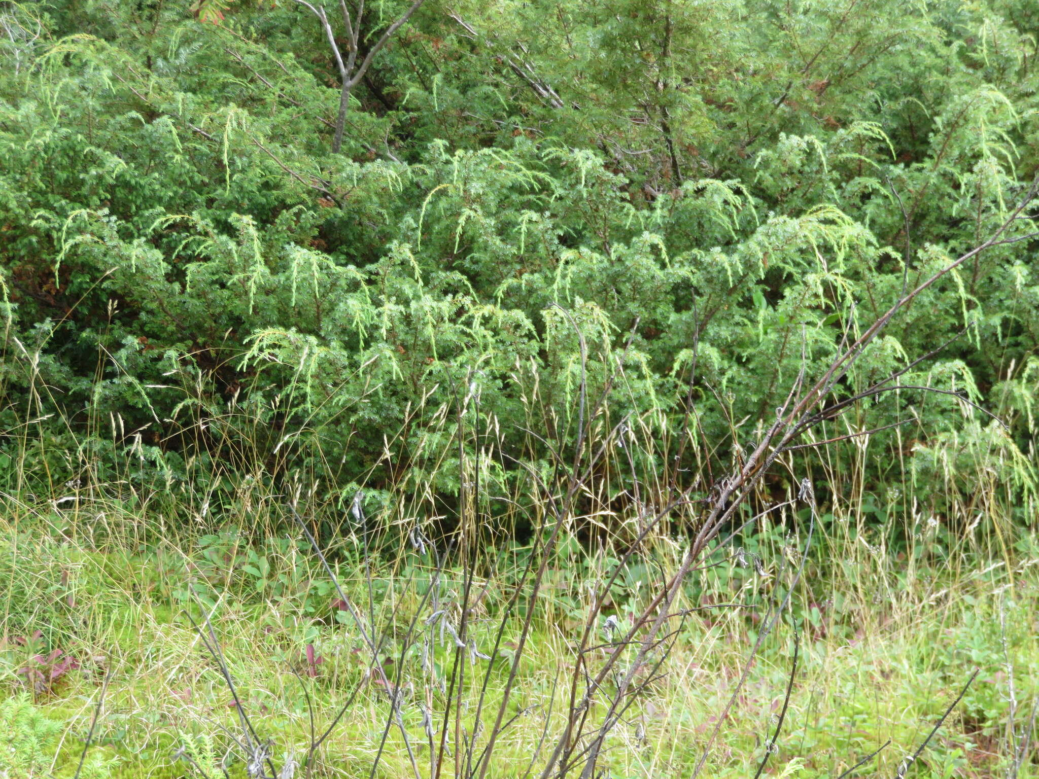 Plancia ëd Juniperus communis var. depressa Pursh