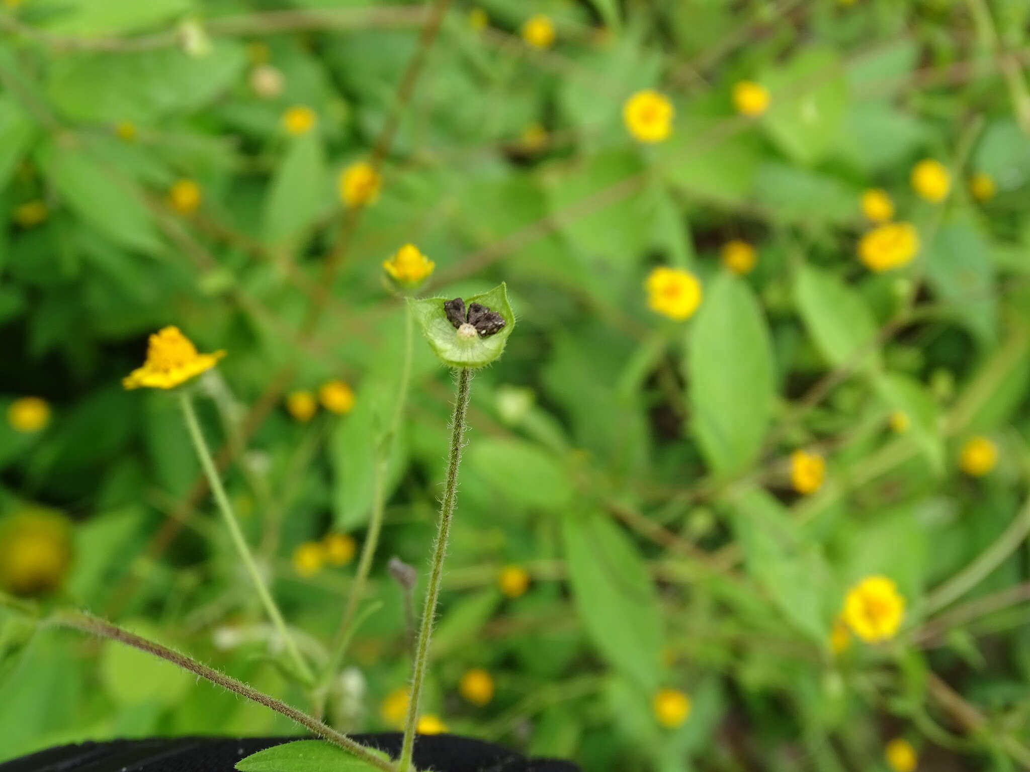 Image of Melampodium gracile Less.