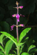 Ocimum serratum (Schltr.) A. J. Paton的圖片