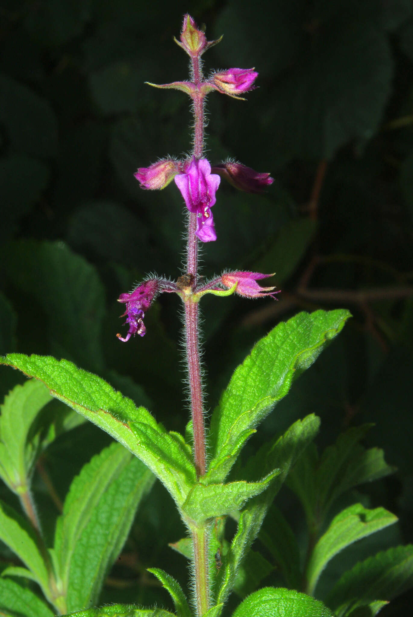 Ocimum serratum (Schltr.) A. J. Paton的圖片