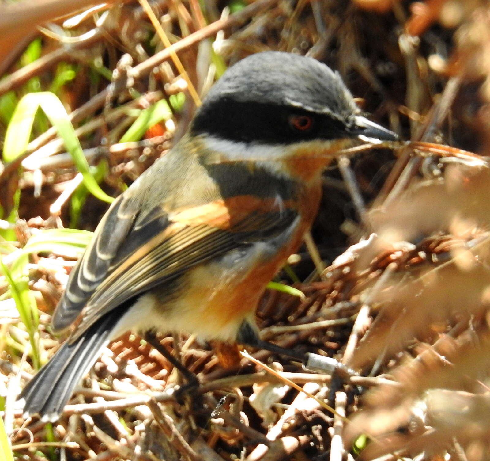 Image of Batis capensis capensis (Linnaeus 1766)