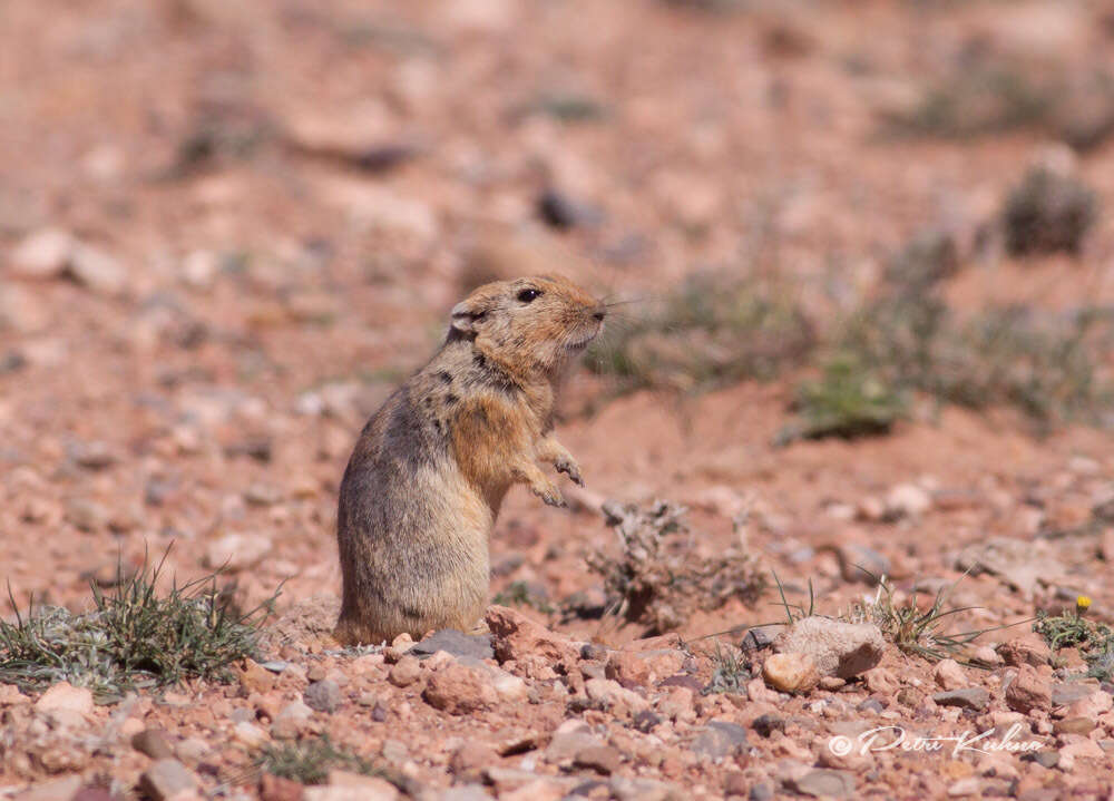 Image of Fat Sand Rat