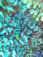 Image of Parrotfish