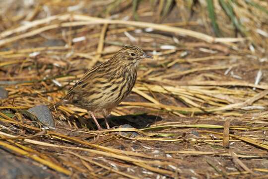 Image of South Georgia Pipit