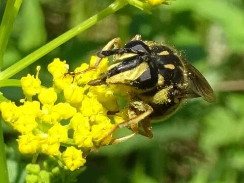 صورة Sphecomyia vittata (Wiedemann 1830)