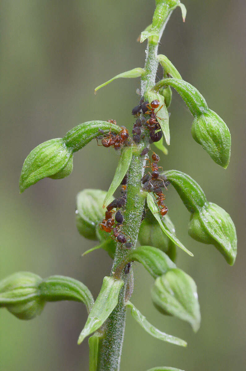 Image of European fire ant