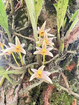 Слика од Bulbophyllum affine Wall. ex Lindl.