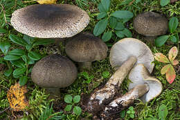 Tricholoma olivaceotinctum Heilm.-Claus. & Mort. Chr. 2009的圖片