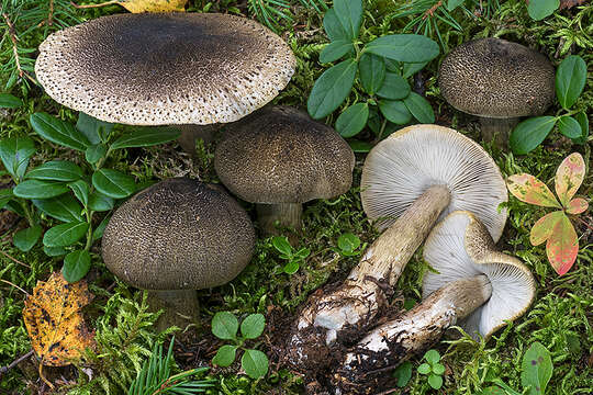 Sivun Tricholoma olivaceotinctum Heilm.-Claus. & Mort. Chr. 2009 kuva