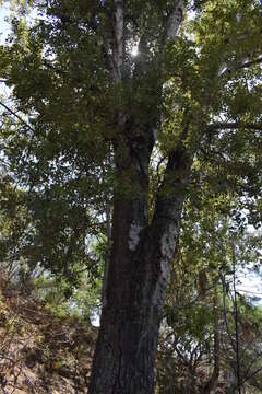 Populus brandegeei Schneider resmi