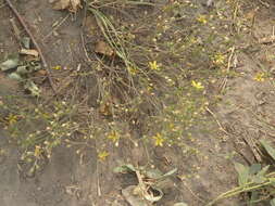 Image of Wyoming flax