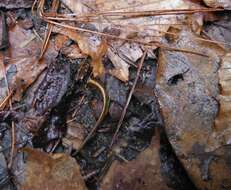 Image of Southern Two-lined Salamander