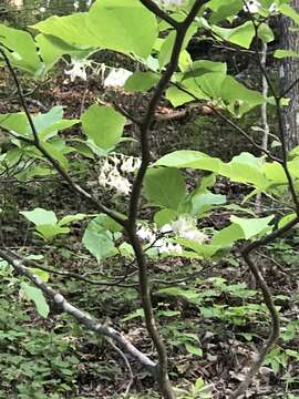 Plancia ëd Styrax grandifolium Ait.