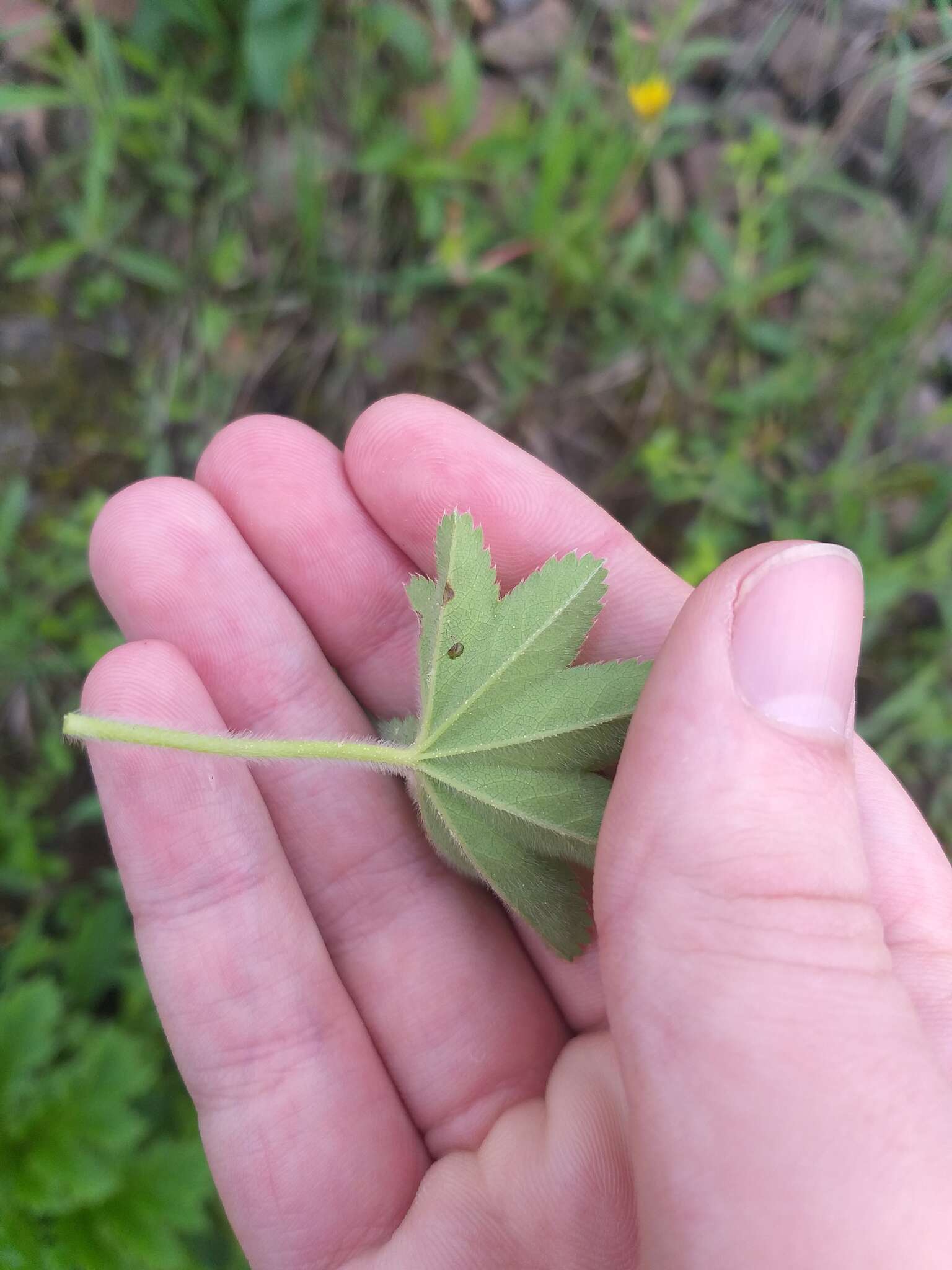 Image of Alchemilla micans Buser