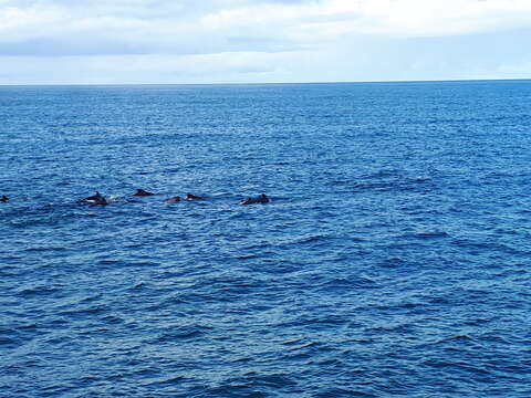 Image of Atlantic Pilot Whale