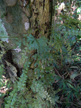 Image of Asplenium dregeanum Kunze