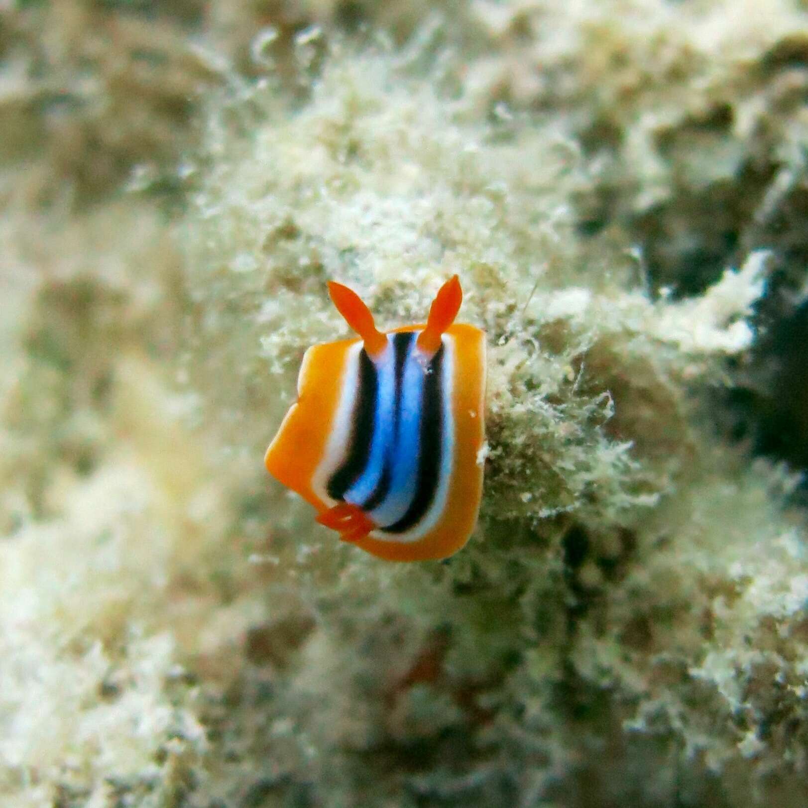 Sivun Chromodoris quadricolor (Rüppell & Leuckart 1830) kuva