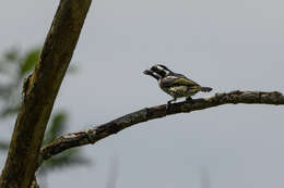 Image of Spot-flanked Barbet