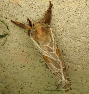 Image of Silver-spotted Ghost Moth