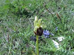 Image of Ophrys sphegodes subsp. sphegodes