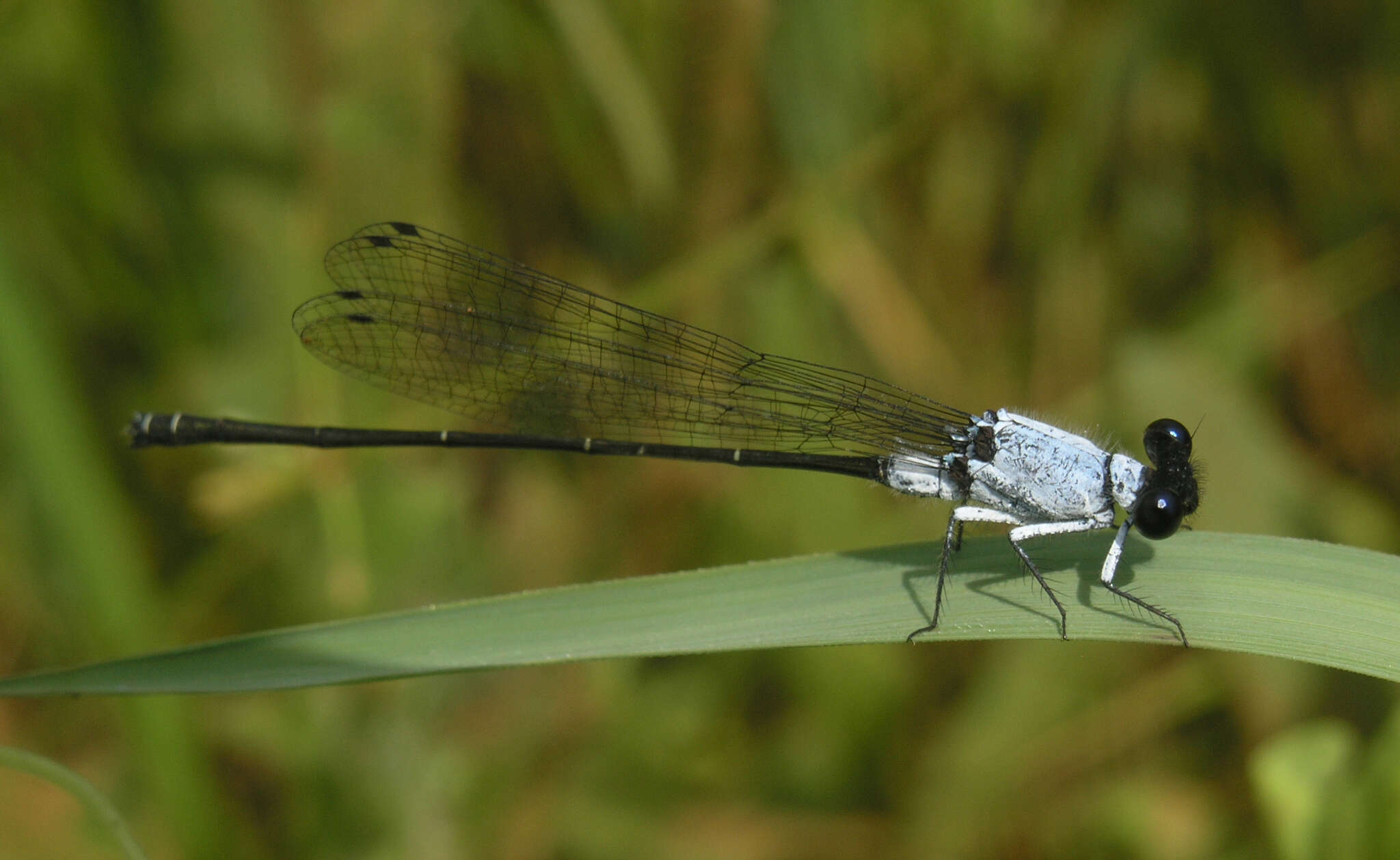 Image de Onychargia priydak Kosterin 2015