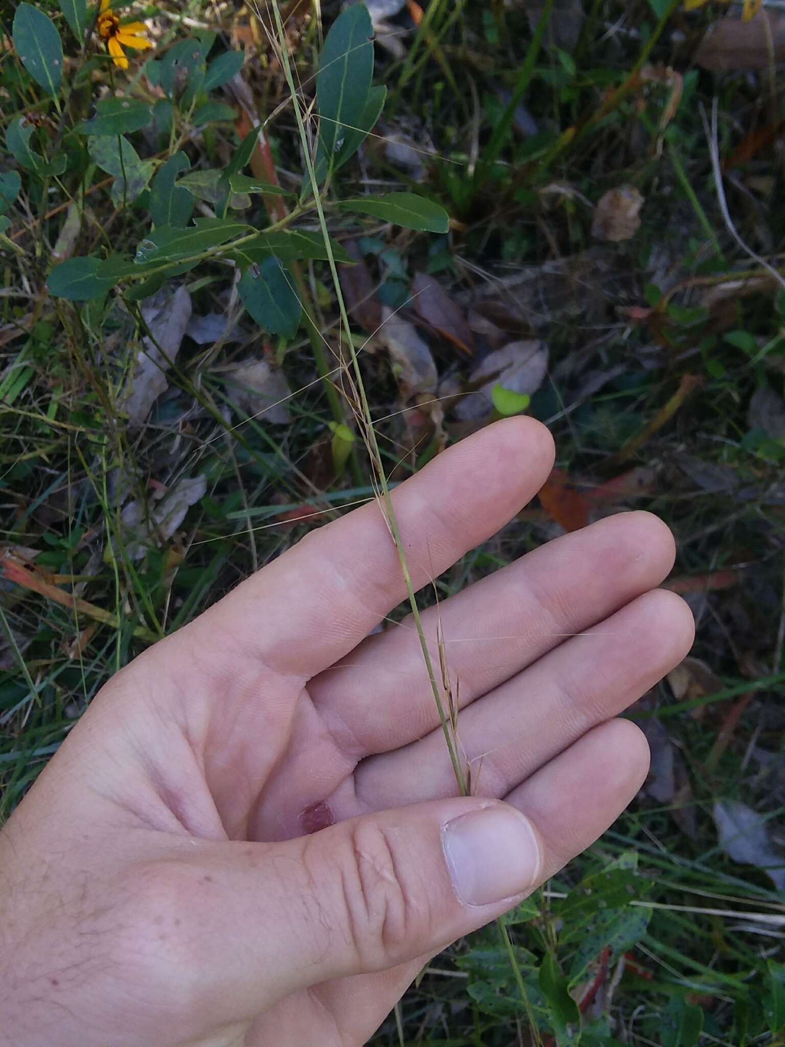 Image of longleaf threeawn