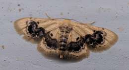 Image of Idaea macrospila Prout 1926