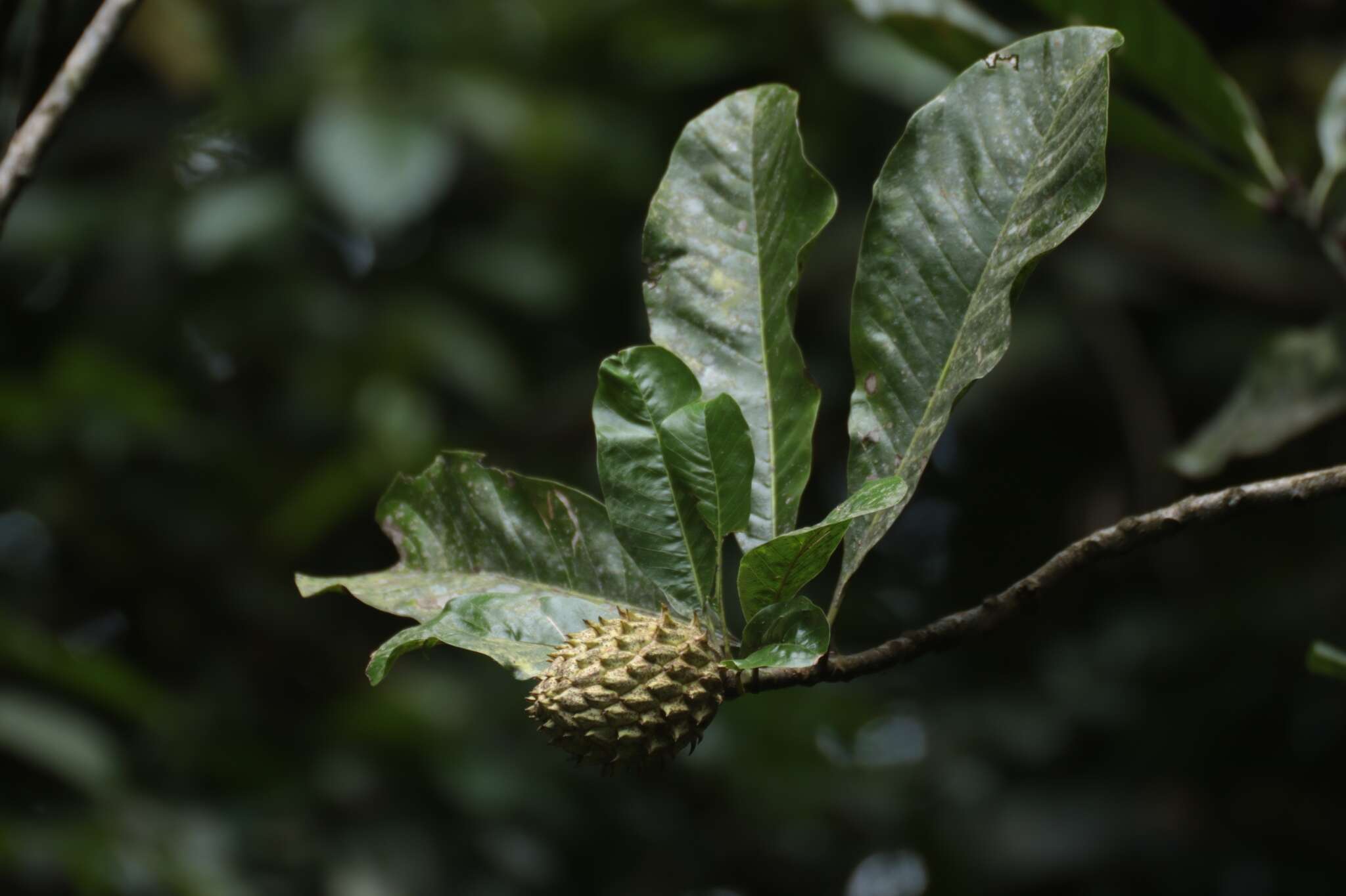 Слика од Magnolia hodgsonii (Hook. fil. & Thomson) H. Keng